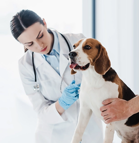 Safranbolu Veteriner